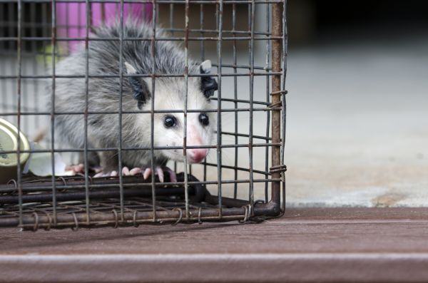 Eau Claire Wildlife Removal