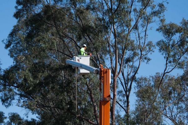 Eau Claire Tree Trimming