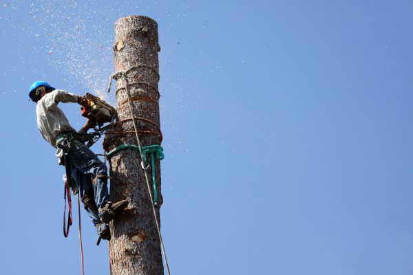 Eau Claire Tree Removal